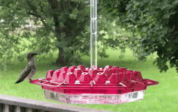 Ant Proof Hummingbird Feeder with Integrated Moat and 30 Feeding Ports