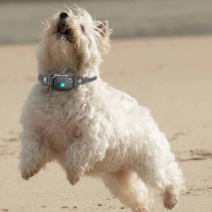 Gentle Anti-Bark Collar for Small Dogs with Sound and Vibration