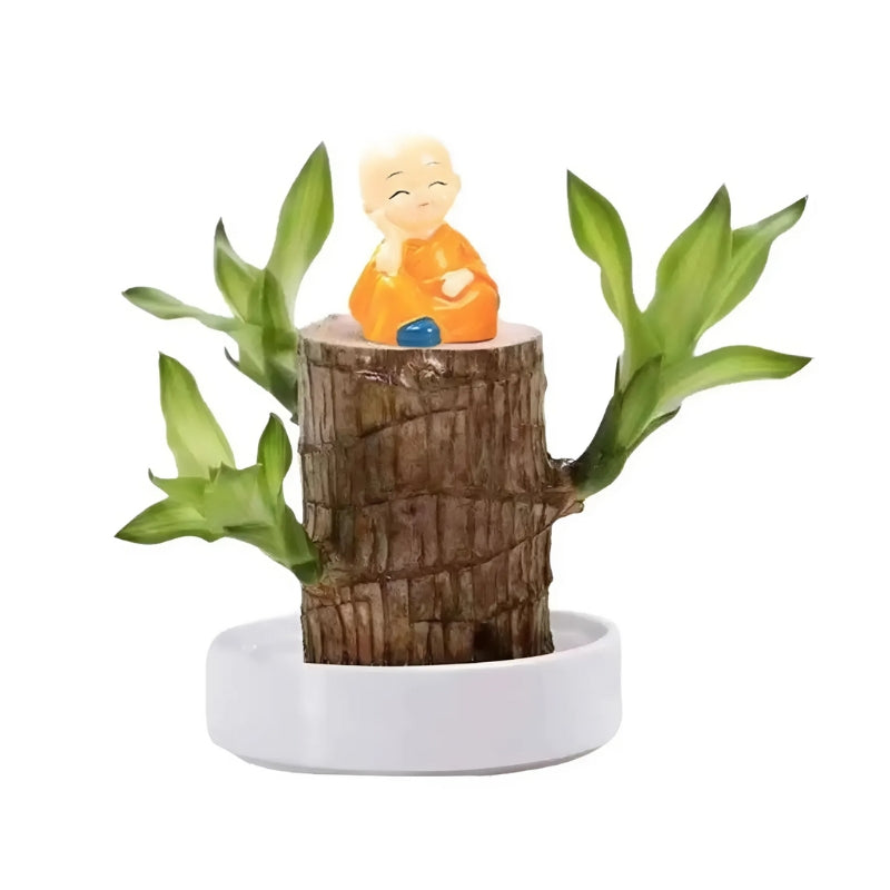 Brazilian Lucky Tree Houseplant with Decorative Stem and White Ceramic Bowl