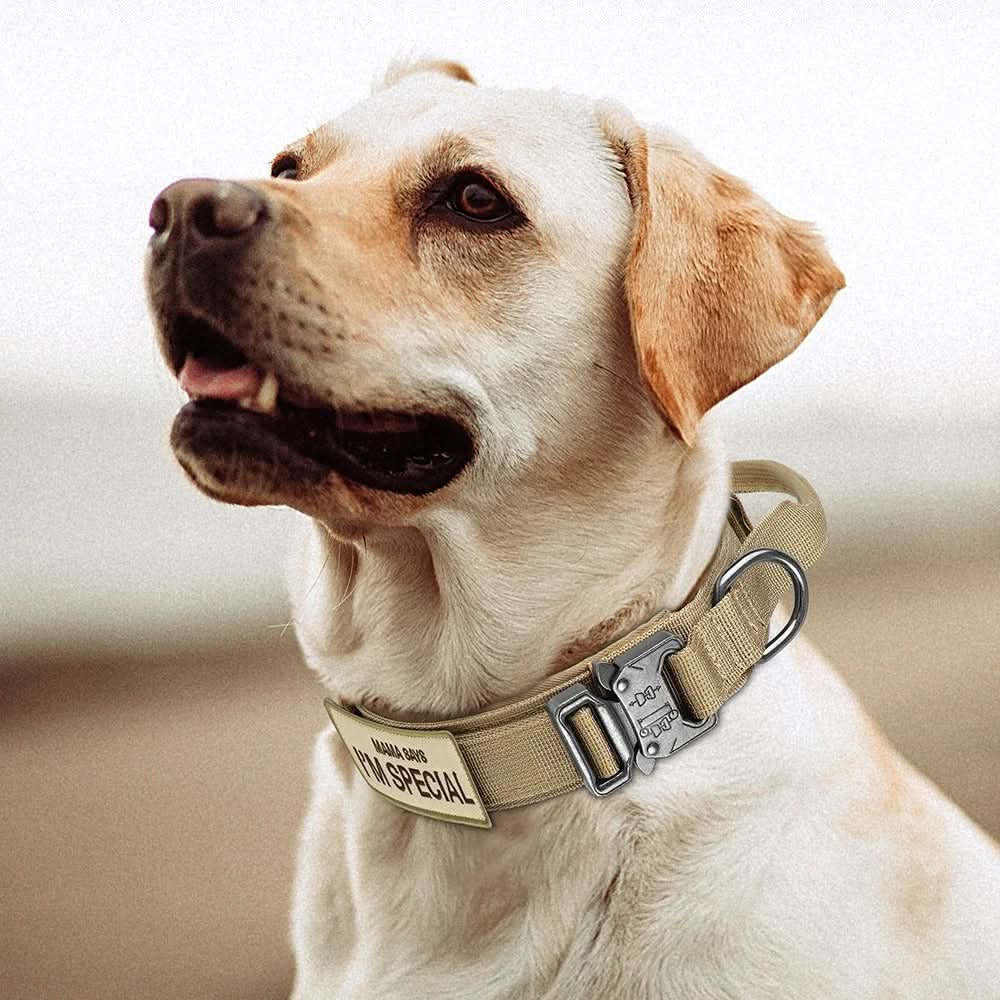 Durable Adjustable Dog Collar with Padded Comfort and Control Handle
