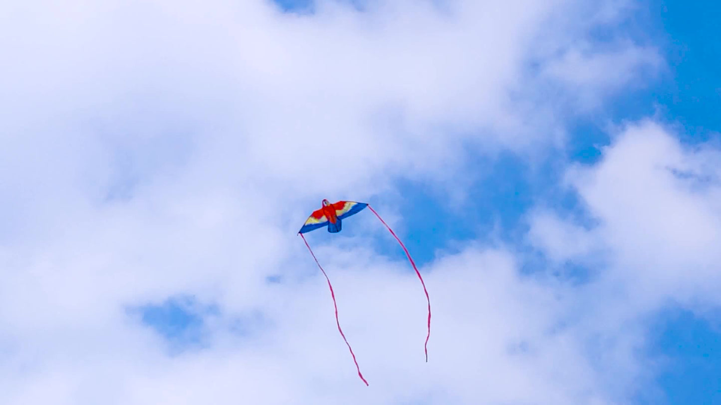 Parrot Kite with Colorful Wings and Long Ribbons