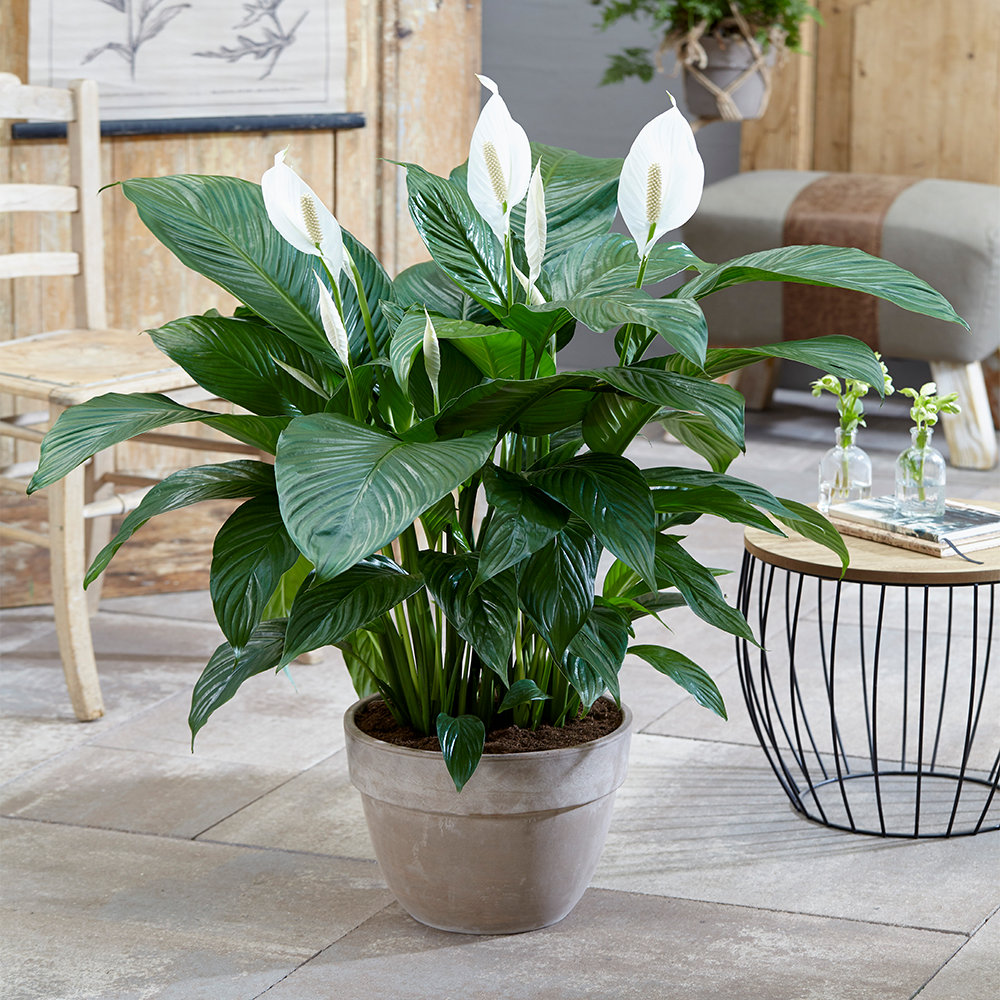 Peace Lily Houseplant - Air Purifying Indoor Plant with White Flowers