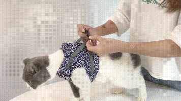 Escape-Proof Cat Harness and Leash Set