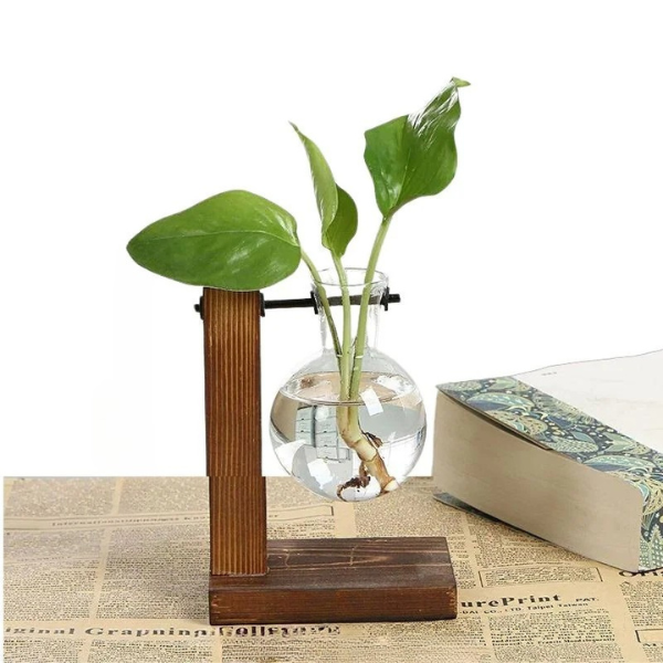 Wooden Hydroponic Plant Vase with Visible Roots