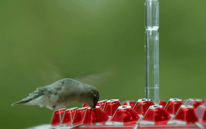 Ant-Proof Hummingbird Feeder with 30 Feeding Ports