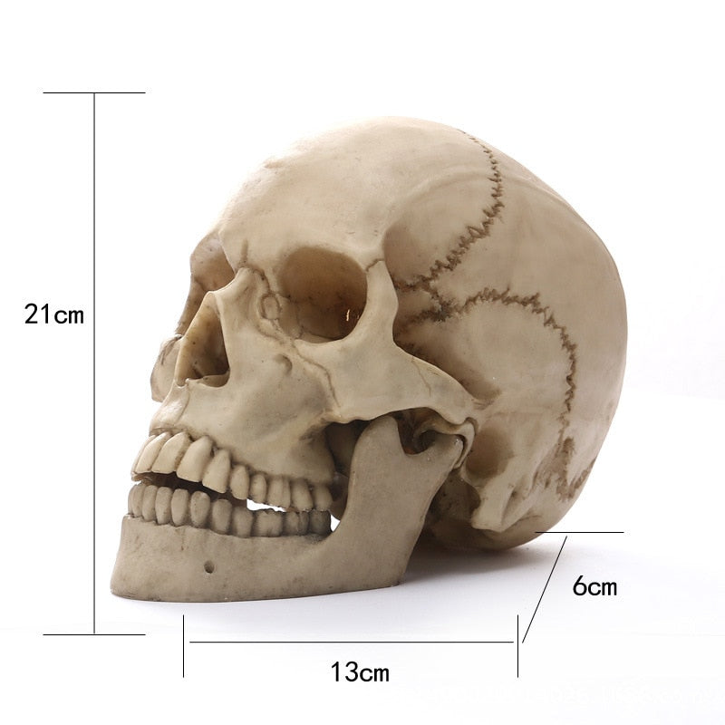 1:1 Human Skull Resin Model for Halloween Decor and Medical Teaching
