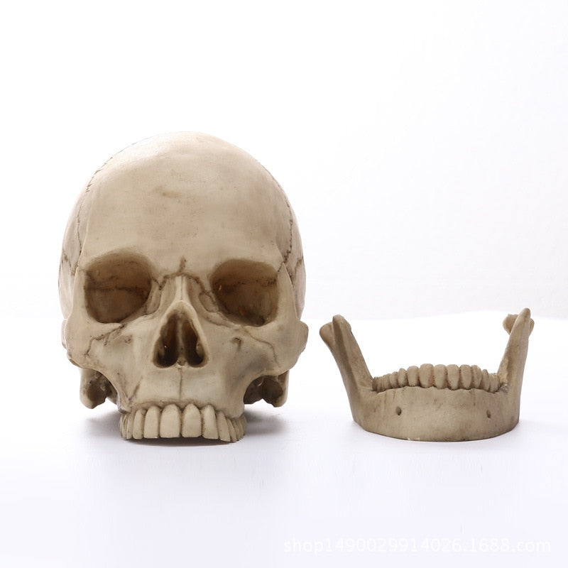 1:1 Human Skull Resin Sculpture for Halloween Decor and Medical Teaching