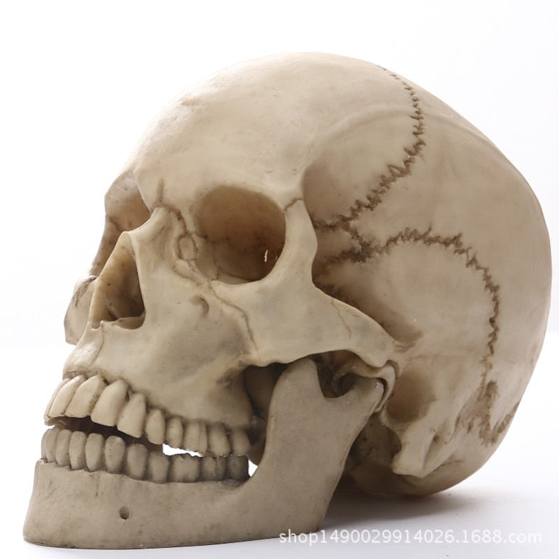 1:1 Human Skull Resin Model for Halloween Decor and Medical Teaching