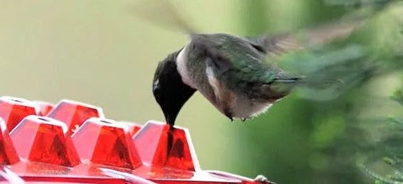Outdoor Hanging Hummingbird Feeder with 30 Ports, UV Resistant