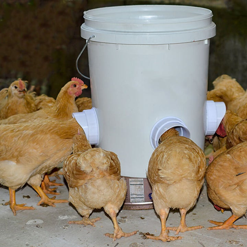 Adjustable Gravity-Feed Chicken Feeder for Dry Food