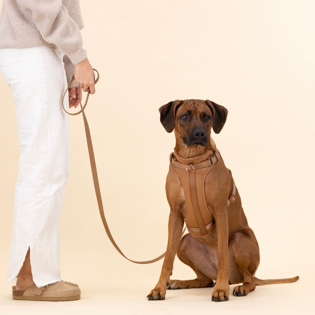 ComfyPaws No-Pull Dog Harness Walking Set with Leash and Poop Bag Holder