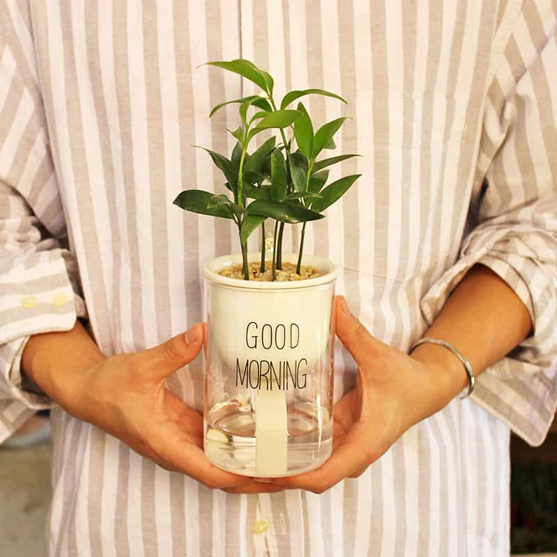 Self-Watering Eco-Friendly Flower Pot with Cotton Wick