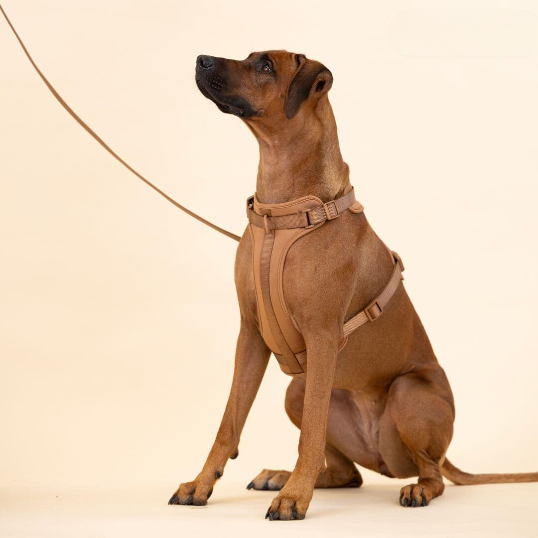 ComfyPaws No-Pull Dog Harness Walking Set with Leash and Poop Bag Holder