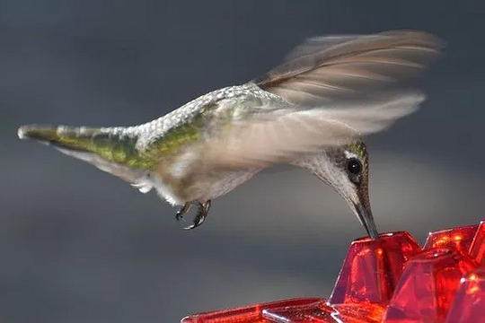Ant-Proof Hummingbird Feeder with 30 Feeding Ports