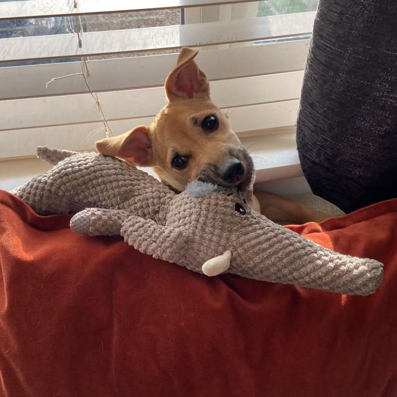 Durable Chew Toy for Energetic Dogs - Non-Toxic Rubber and Nylon