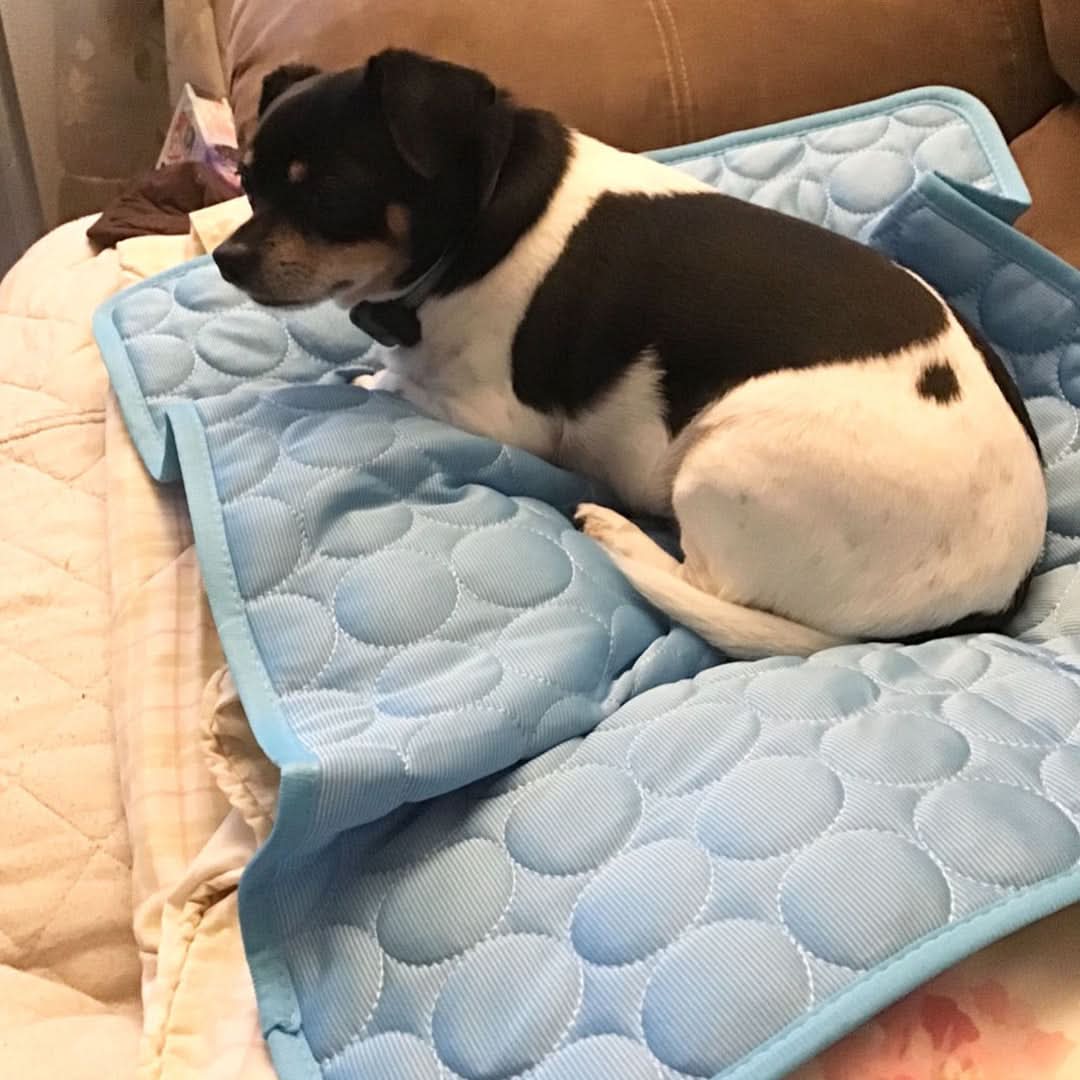 Premium Portable Dog Cooling Mat - Ice Silk Fabric, Machine Washable