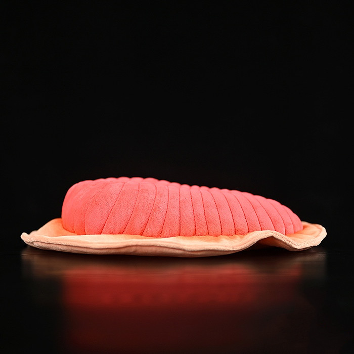 Dickinsonia Fossil Plush Toy for Ages 3+