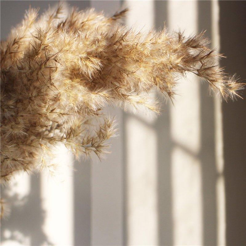 Dried Pampas Grass Bouquet 60 cm Natural Brown-Beige Feathers