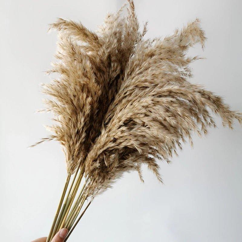 Natural Dried Pampas Grass Bouquet 60 cm - Fluffy Boho Decor