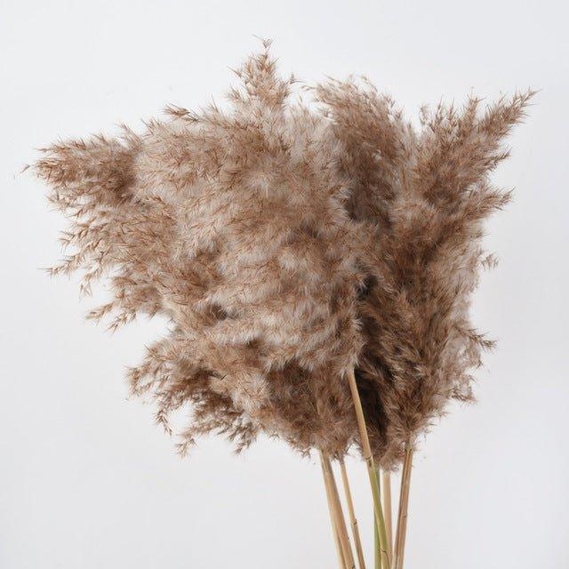 Natural Dried Pampas Grass Bouquet 60 cm - Fluffy Boho Decor