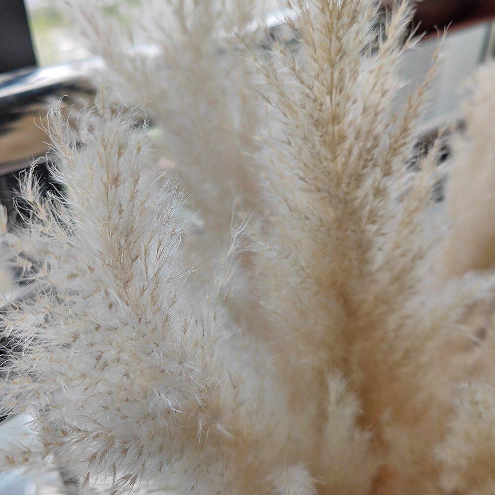 Natural Dried Pampas Grass Bouquet 80 cm in White Beige Gray