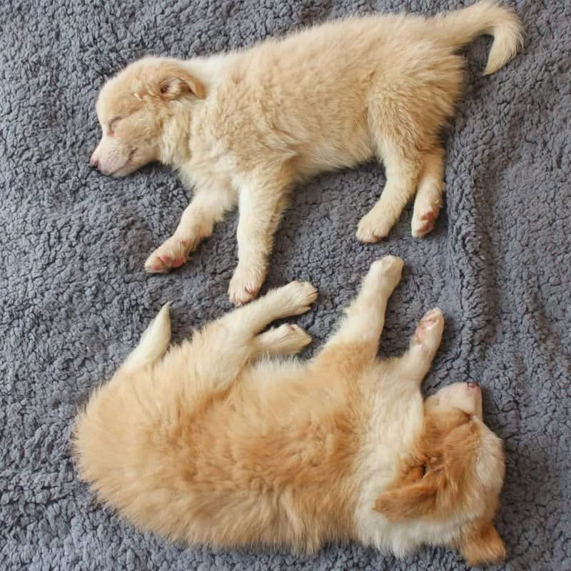 Premium Soft Fleece Pet Blanket for Ultimate Comfort