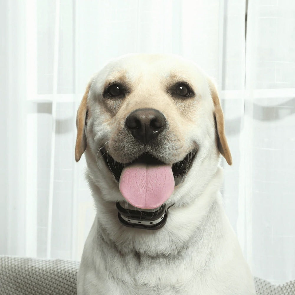 Wireless Dog Training System with Virtual Fence and Adjustable Collar