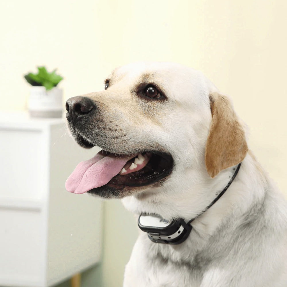 Wireless Dog Training System with Virtual Fence and Adjustable Collar