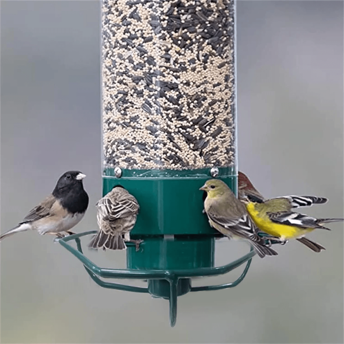 Squirrel-Proof Birdhouse with Rotating Perch and 4 Feeding Openings