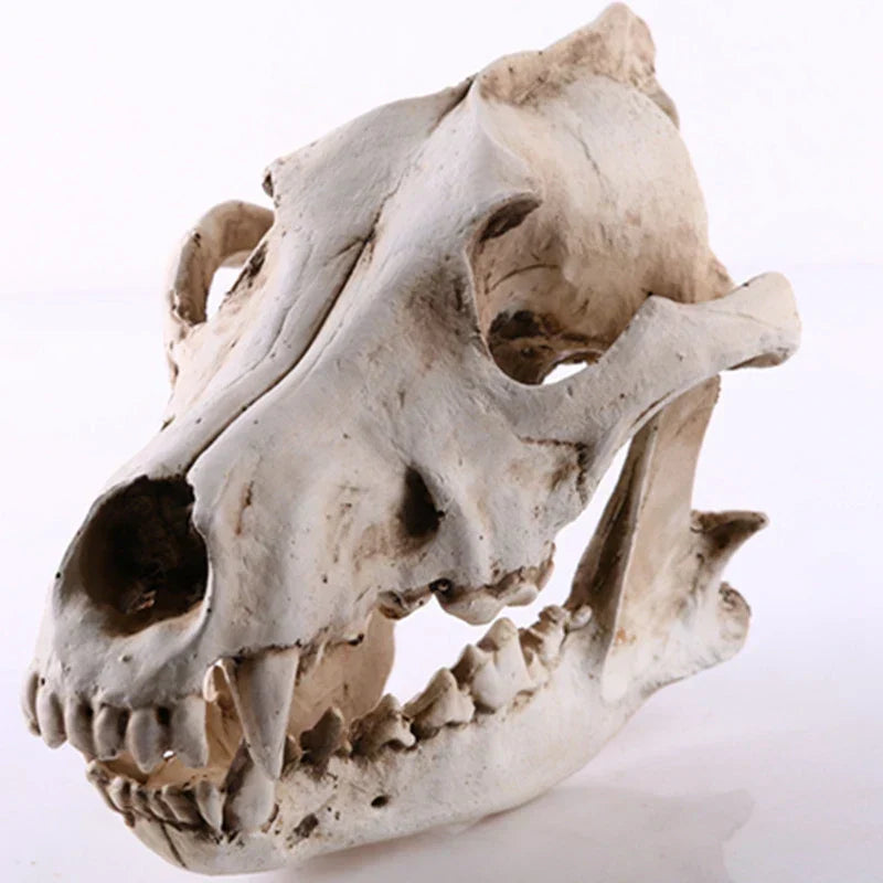 Wolf Skull Resin Sculpture Figurine