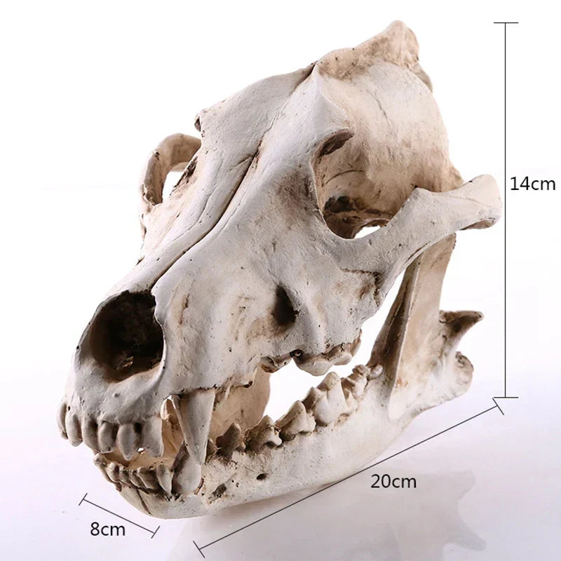 Wolf Skull Resin Sculpture Figurine
