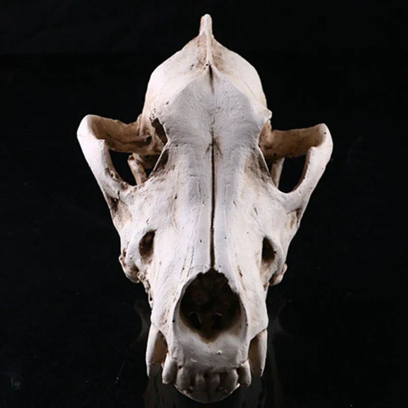 Wolf Skull Resin Sculpture Figurine