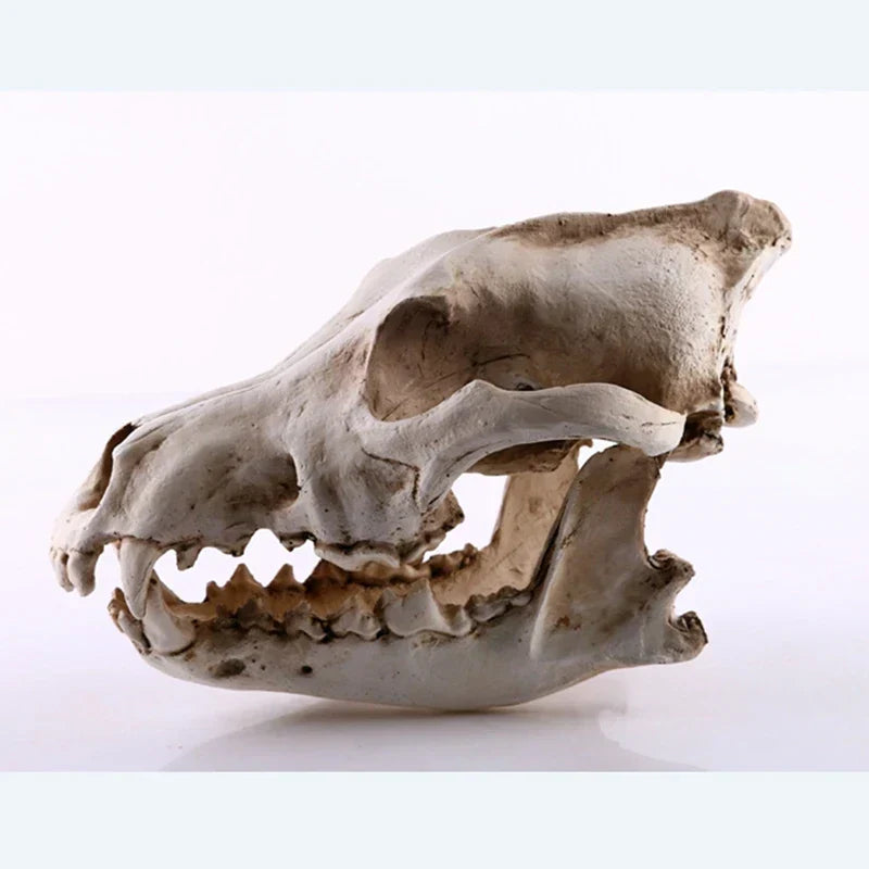 Wolf Skull Resin Sculpture Figurine