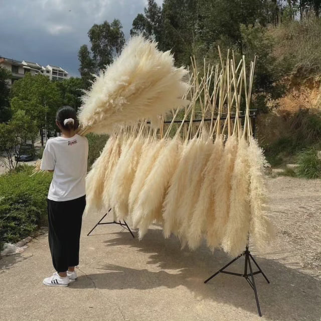 Large Fluffy Pampas Grass Stems - Dried Decorative Plumes