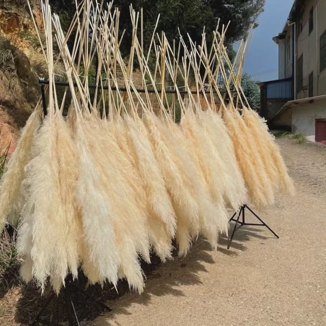Large Fluffy Pampas Grass Stems - Dried Decorative Plumes