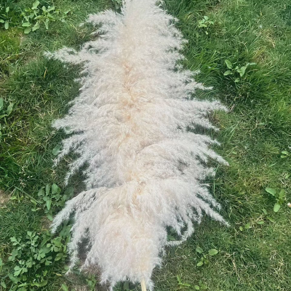 Large Fluffy Pampas Grass Stems - Dried Decorative Plumes