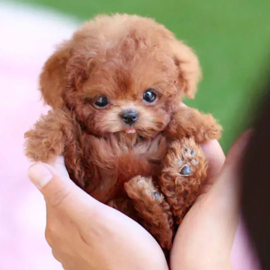 Movable Plush Dog Toy for Kids - Cuddly Companion with Gentle Movements