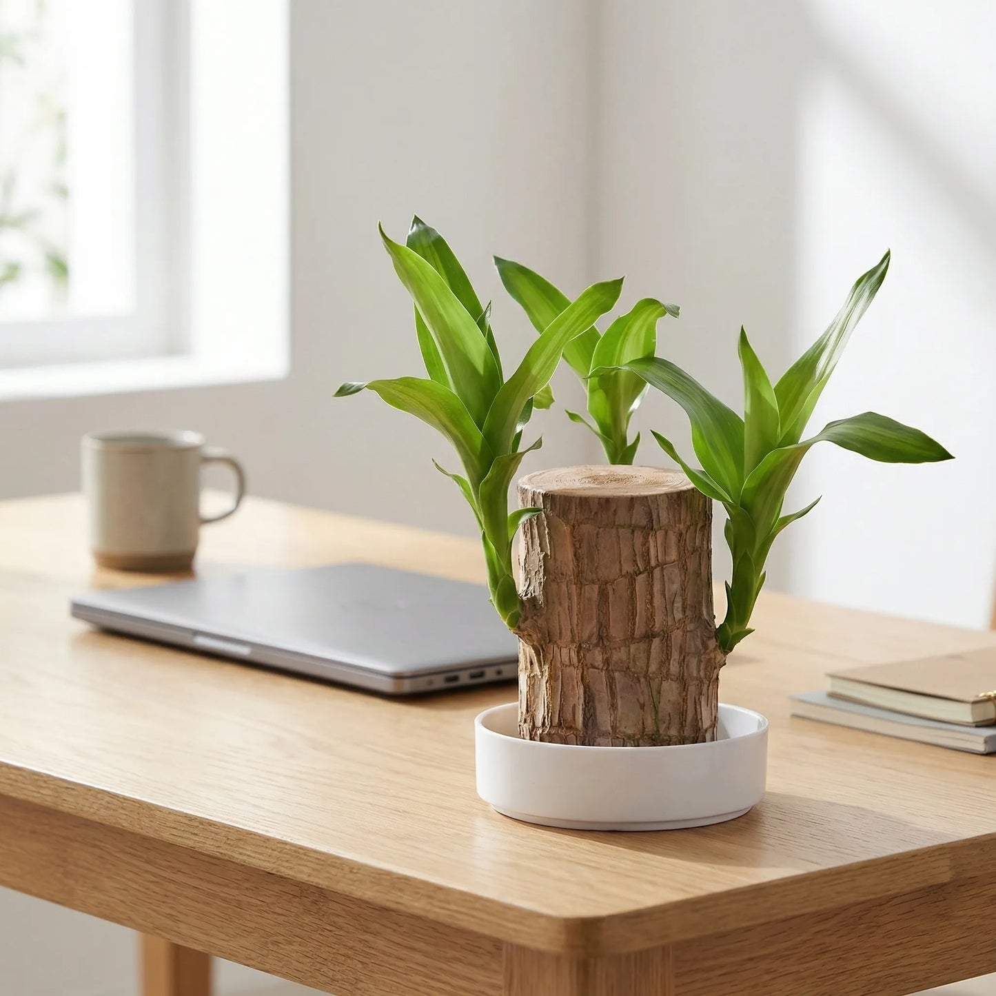 Brazilian Lucky Tree Houseplant with Decorative Stem and White Ceramic Bowl