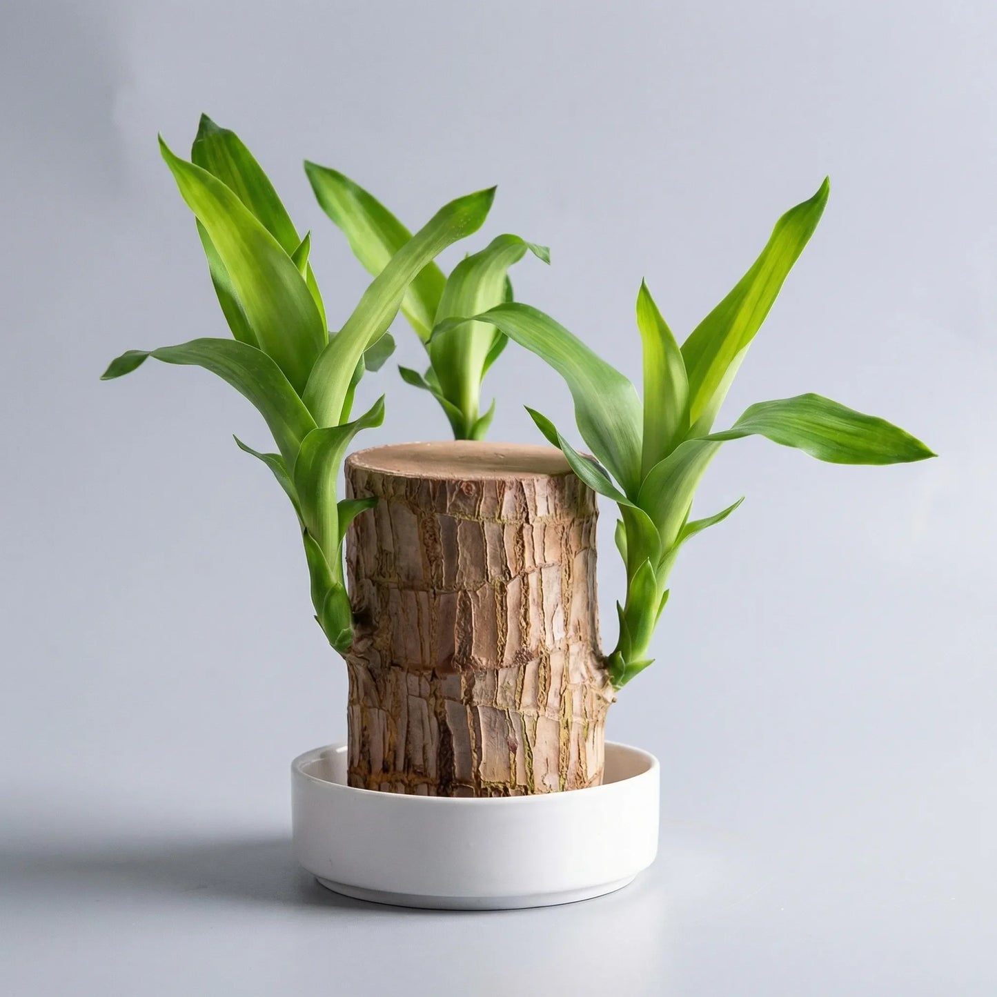 Brazilian Lucky Tree Houseplant with Decorative Stem and White Ceramic Bowl