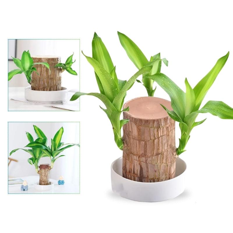 Brazilian Lucky Tree Houseplant with Decorative Stem and White Ceramic Bowl