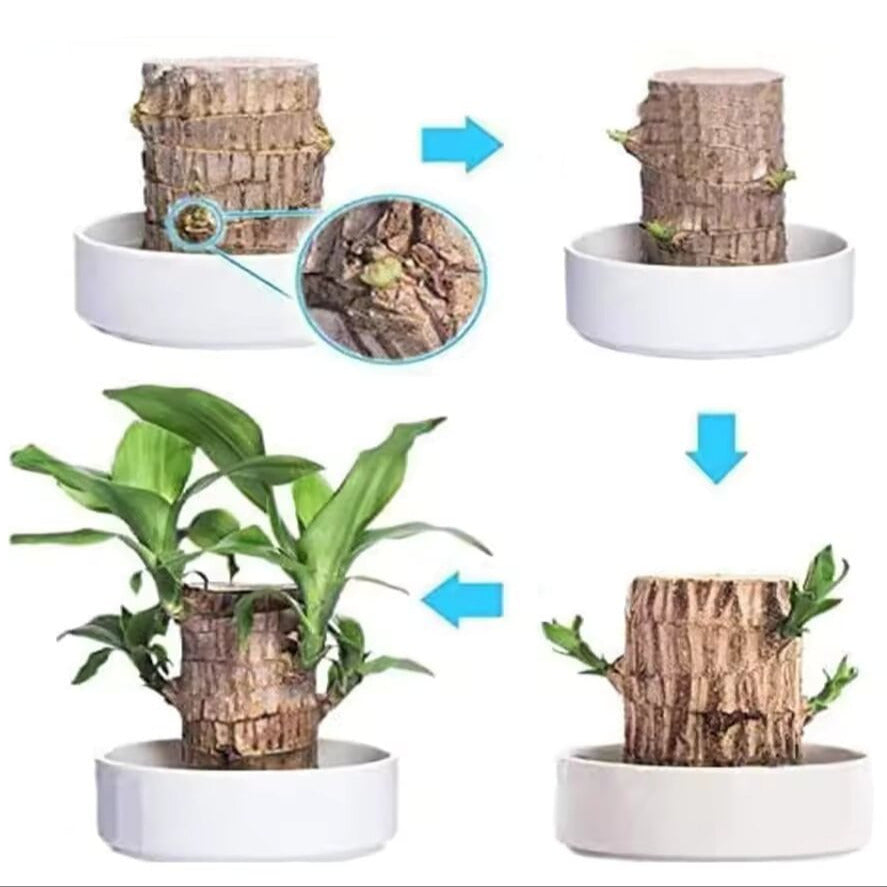 Brazilian Lucky Tree Houseplant with Decorative Stem and White Ceramic Bowl