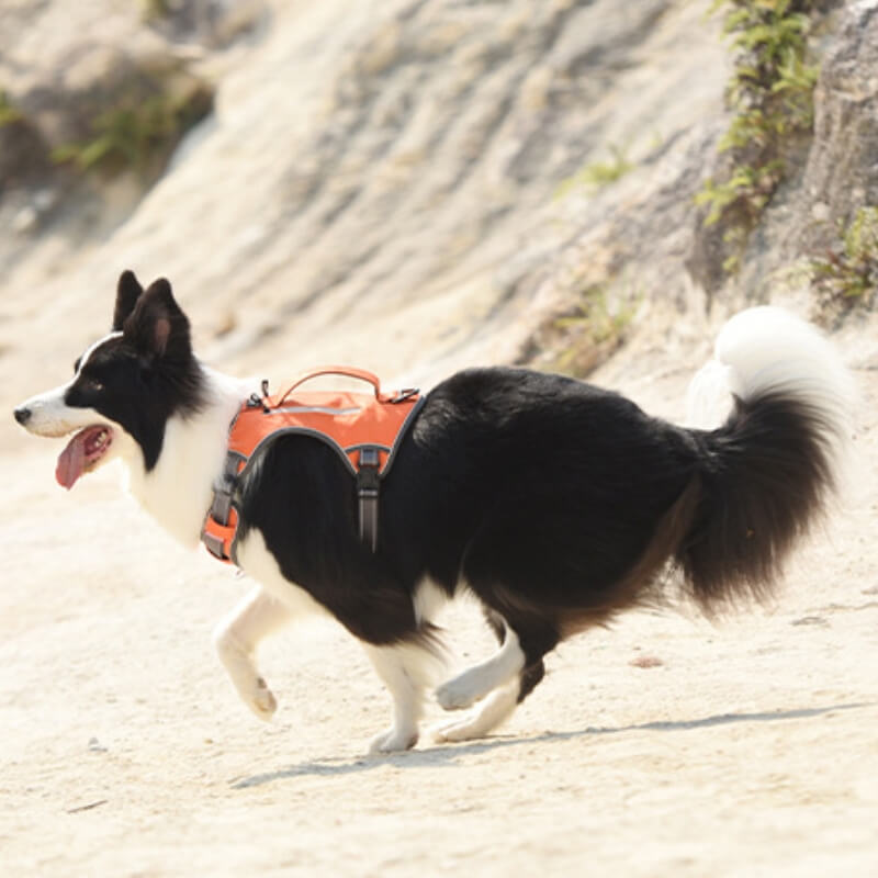 Multifunctional Anti-Pull Harness for Medium to Large Dogs
