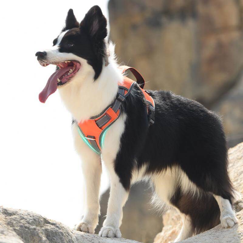 Multifunctional Anti-Pull Harness for Medium to Large Dogs