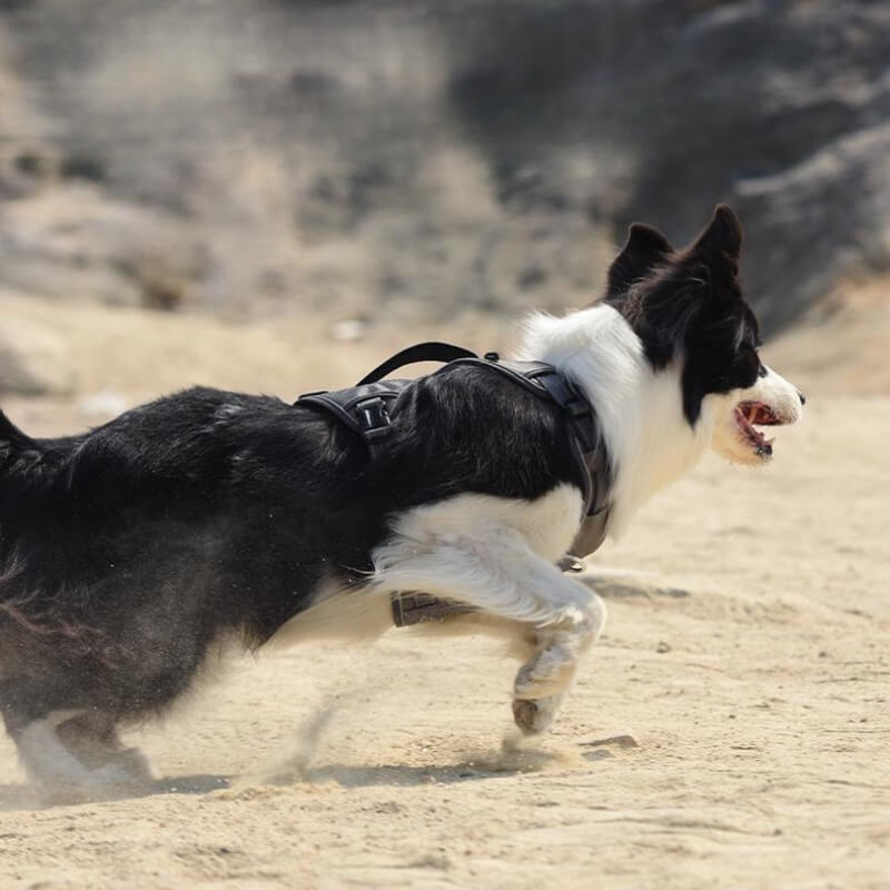 Multifunctional Anti-Pull Harness for Medium to Large Dogs