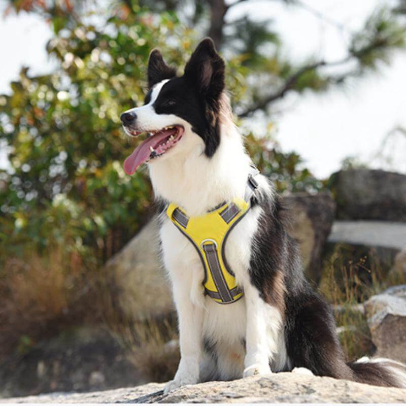 Multifunctional Anti-Pull Harness for Medium to Large Dogs