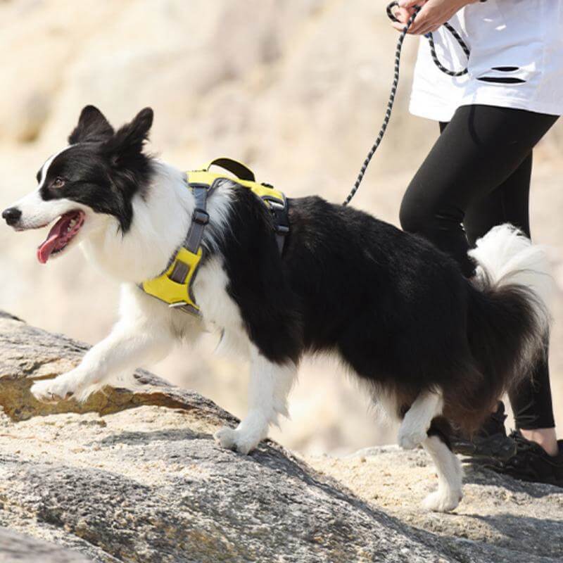 Multifunctional Anti-Pull Harness for Medium to Large Dogs