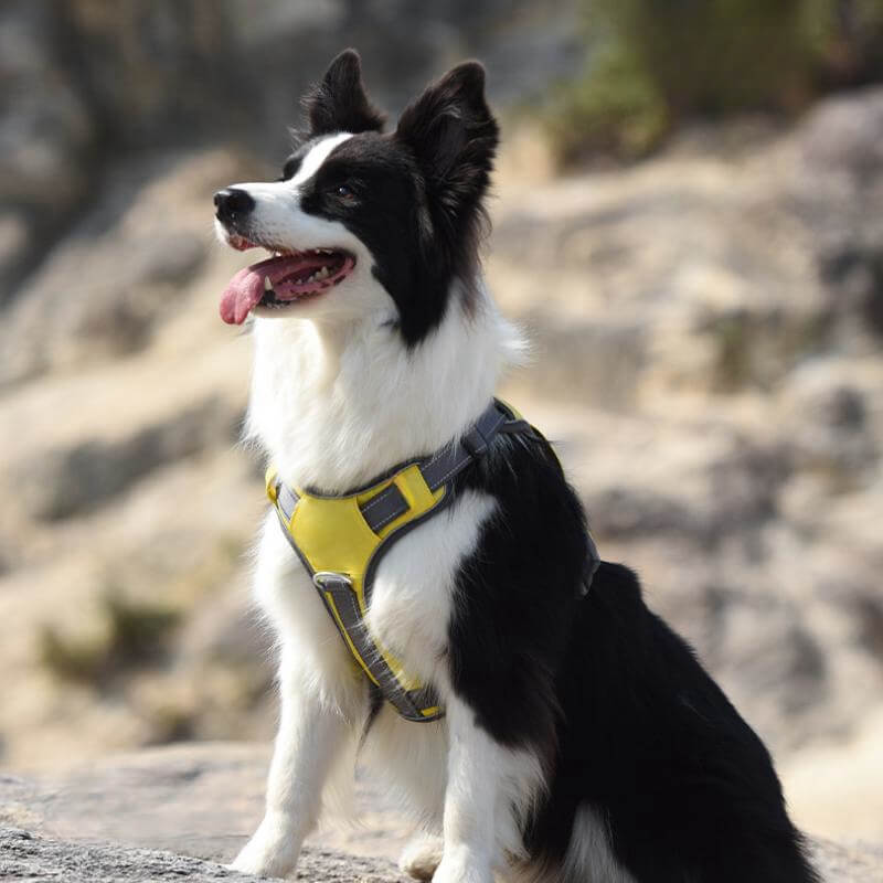 Multifunctional Anti-Pull Harness for Medium to Large Dogs