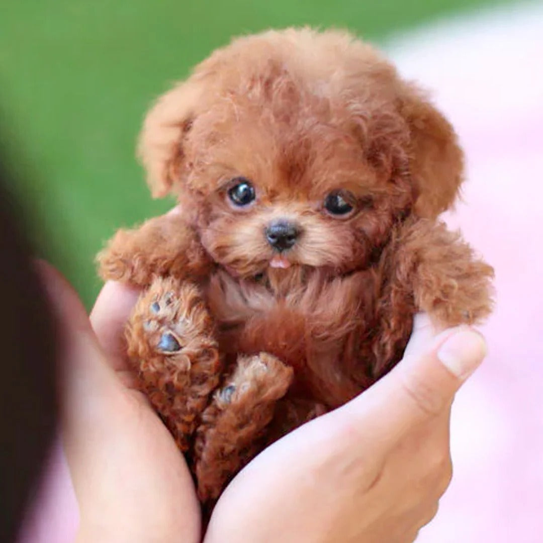 Interactive Plush Robotic Dog Toy with Realistic Movements