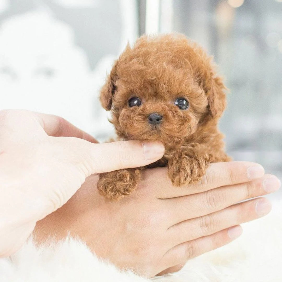 Interactive Plush Robotic Dog Toy with Realistic Movements