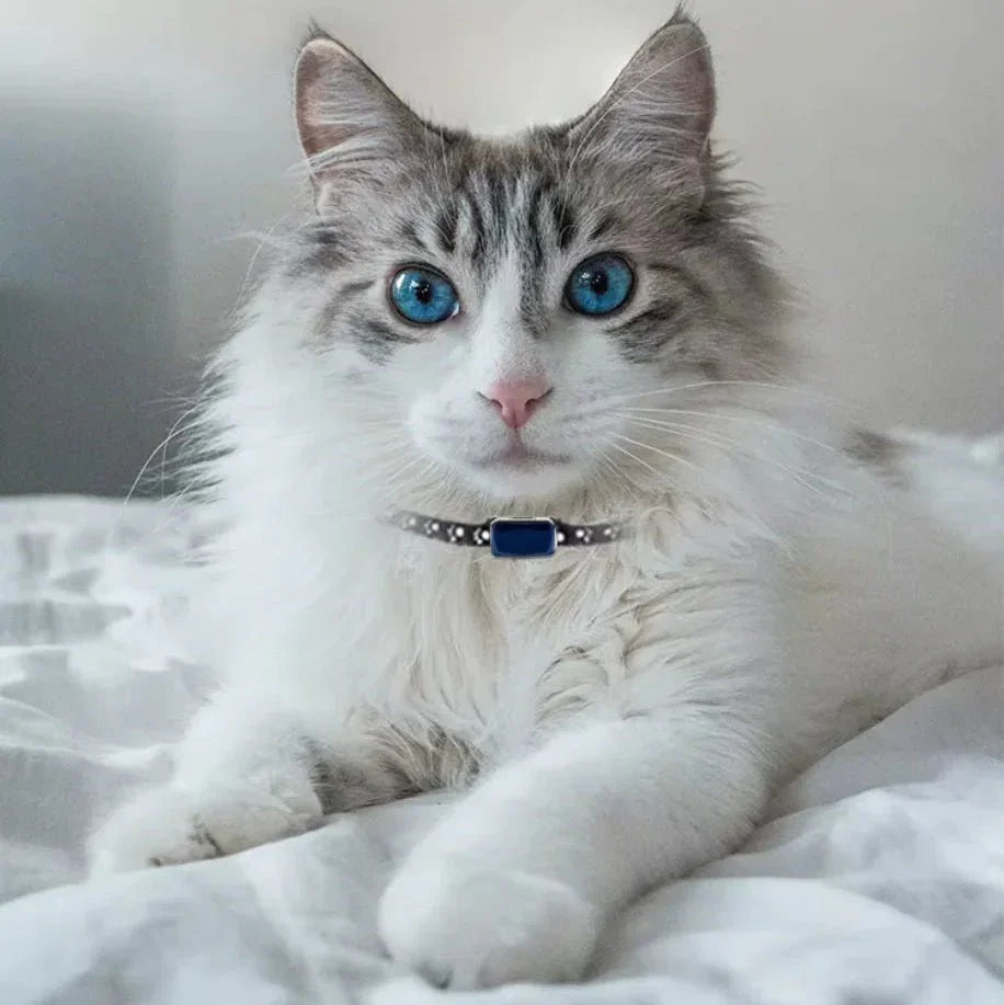 Compact Real-Time GPS Tracker for Pets, Kids, and Valuables